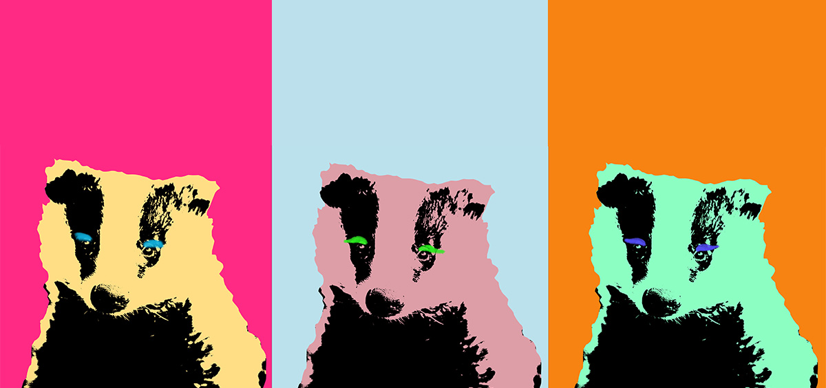 image for Growing the sett